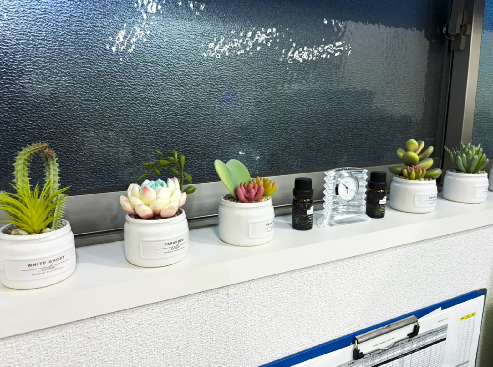 窓際の観葉植物