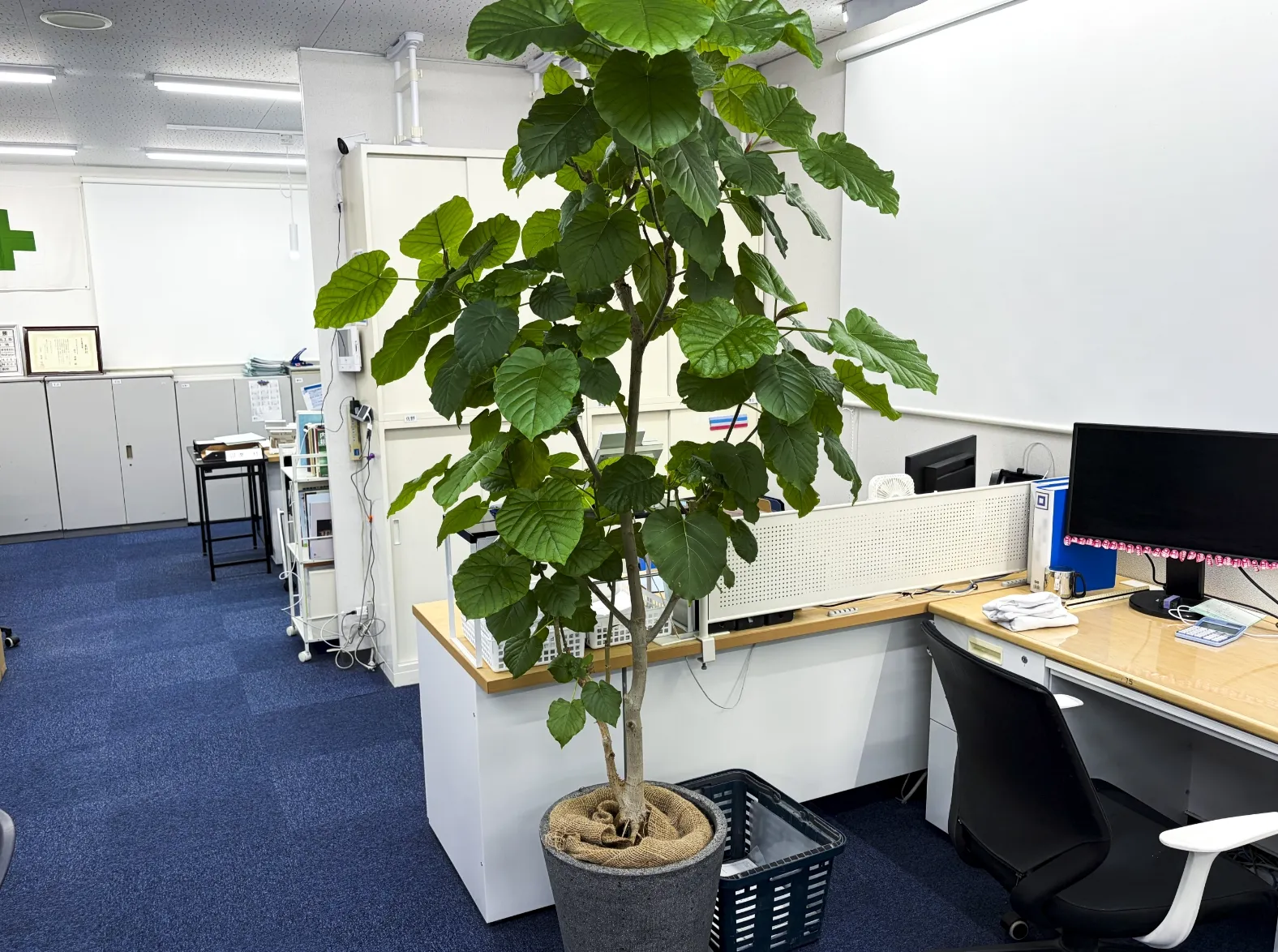 観葉植物のあるデスク